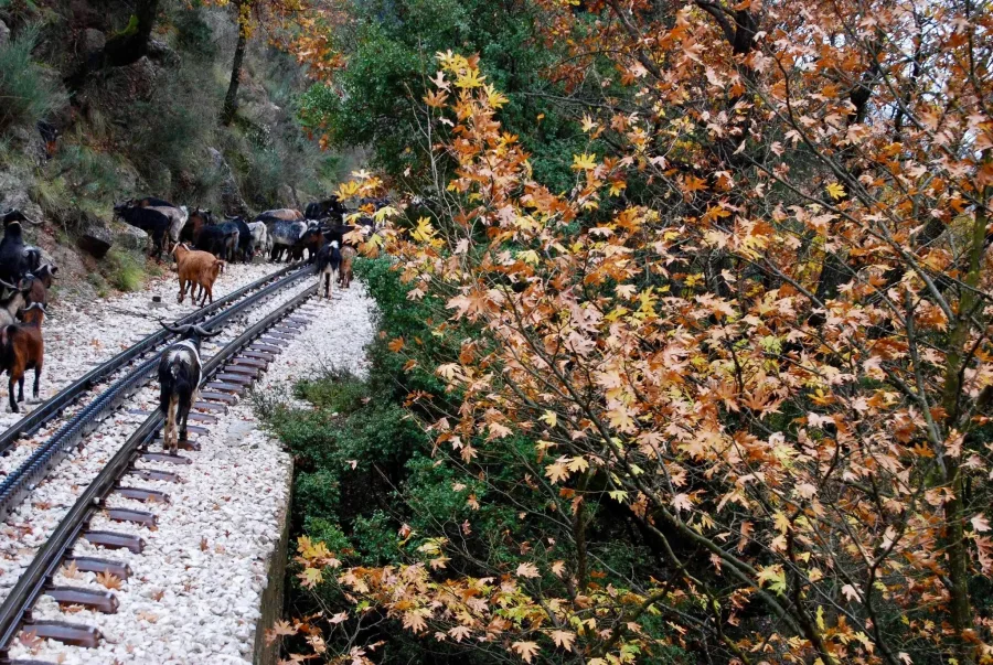 Οδοντωτός σε σημείο με έντονο φυσικό ανάγλυφο